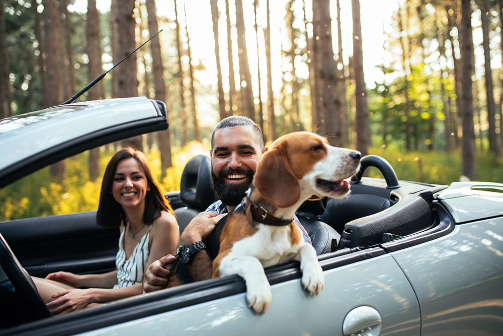 Couple driving with a beagle in a car they purchased from DriveNow Auto Sales