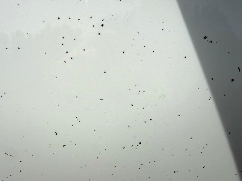 Toyota 4Runner TRD PRO 4WD 2020