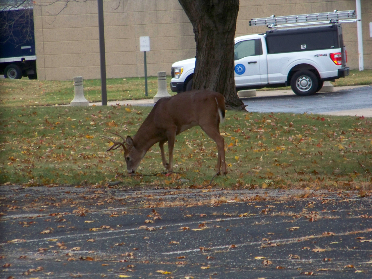 Nissan Sentra SV 4D Sedan 2018