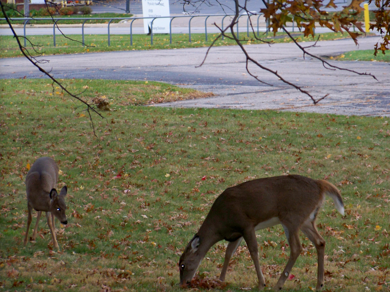 Nissan Sentra SV 4D Sedan 2018