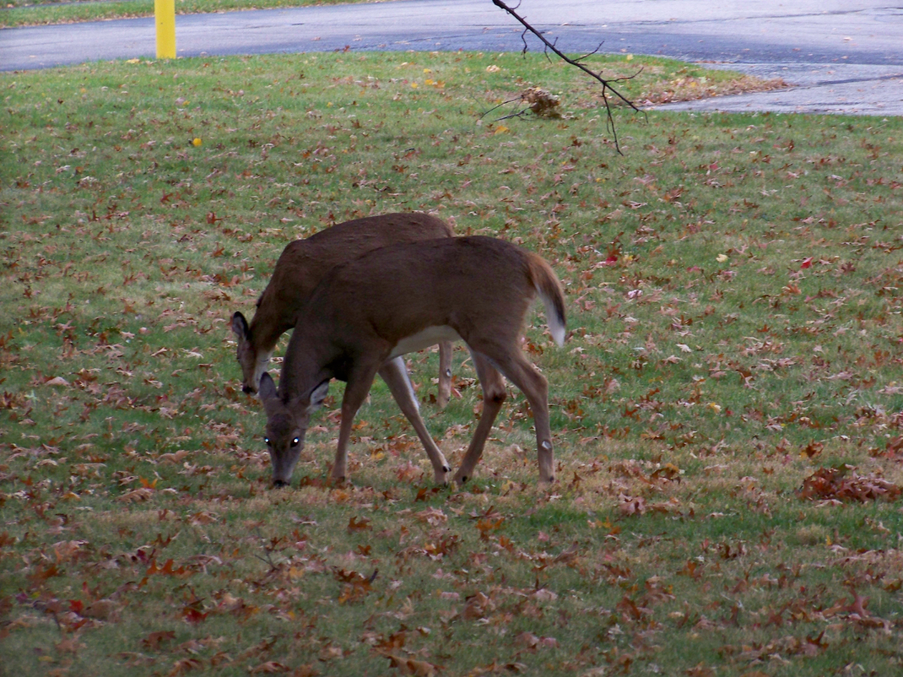 Nissan Sentra SV 4D Sedan 2018