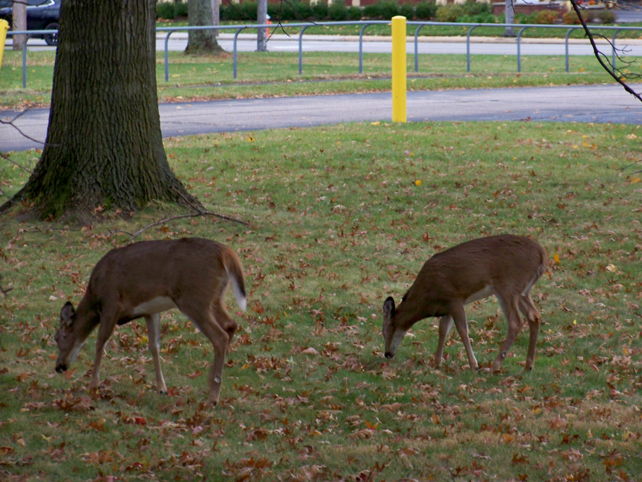 Nissan Sentra SV 4D Sedan 2018