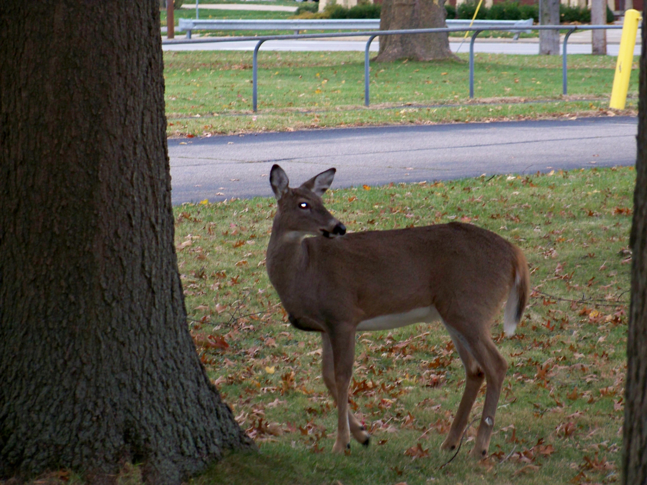 Nissan Sentra SV 4D Sedan 2018
