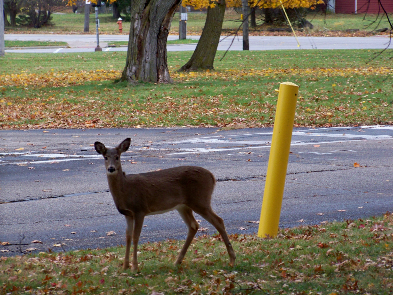 Nissan Sentra SV 4D Sedan 2018