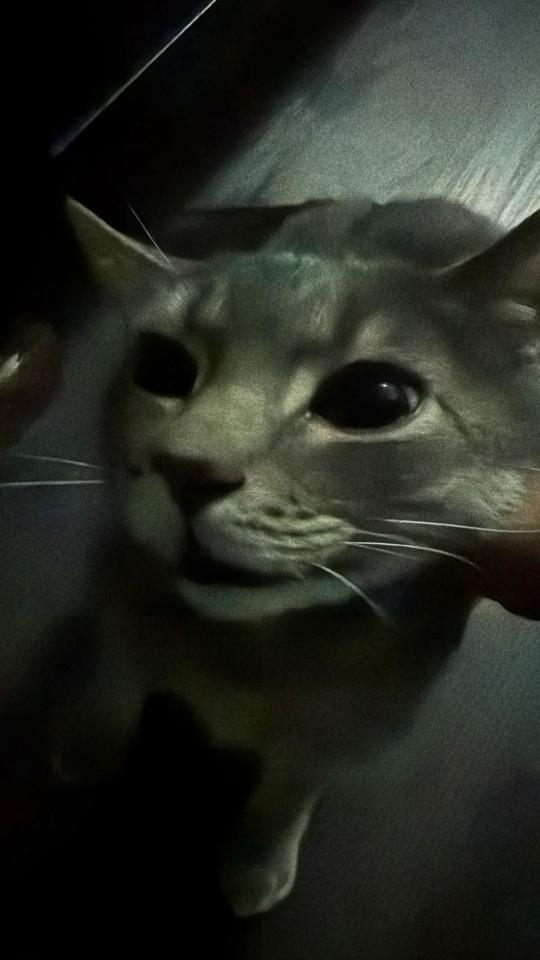 Ford F-150 Raptor 4WD SuperCrew 5.5' Box 2018