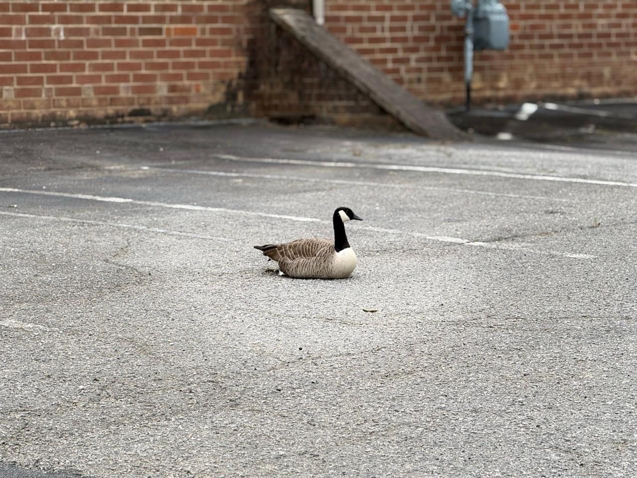 Jeep Grand Cherokee  2018