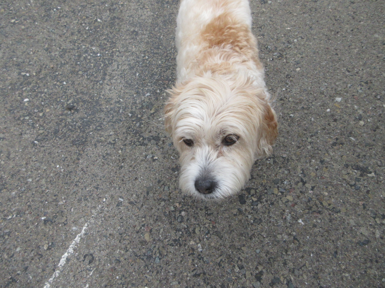 Maserati Quattroporte  2022
